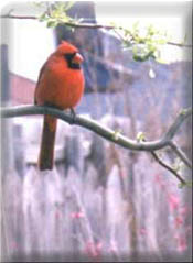 link to Cardinal Information - photo copyright by E.C.Gruhler
