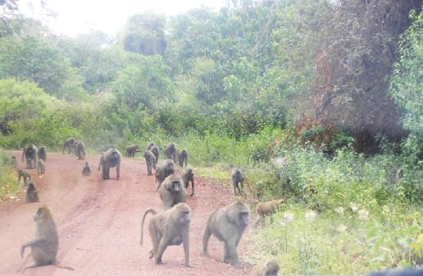 Baboons in Tanzania