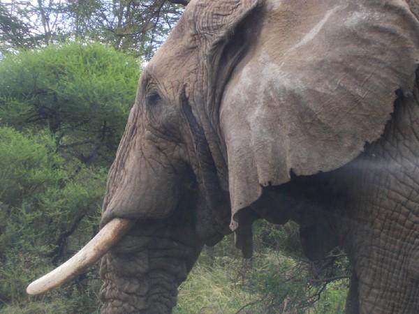 Elephant in Tanzania