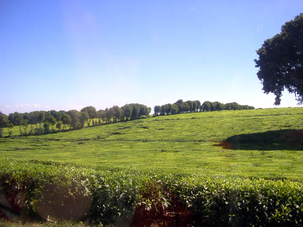 tea fields